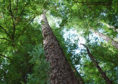 Douglas fir view